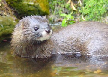 El visón europeo y el urogallo, al borde de la extinción El visón europeo y el urogallo, al borde de la extinción
