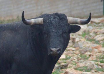 Una menor, corneada en un encierro en la localidad albaceteña de Isso Una menor, corneada en un encierro en la localidad albaceteña de Isso