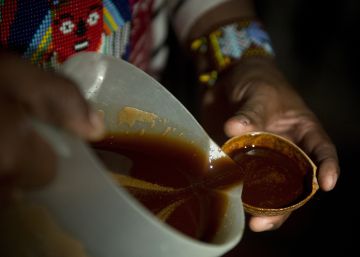Ayahuasca chega à Europa como ‘droga dos deuses’
