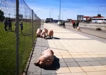 Cerdos sueltos en Soria tras volcar un camión que los transportaba Cerdos sueltos en Soria tras volcar un camión que los transportaba