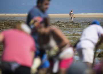 Los turistas tampoco gustan a los mariscadores Los turistas tampoco gustan a los mariscadores
