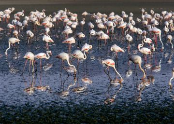 El espectáculo del anillado de 600 polluelos de flamenco en Málaga El espectáculo del anillado de 600 polluelos de flamenco en Málaga