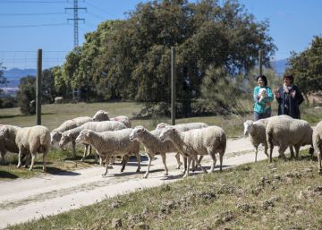 Se buscan veinte aprendices de pastor