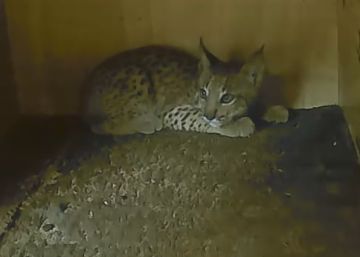 Así se evacuó el centro de cría del lince cercado por el incendio de Doñana Así se evacuó el centro de cría del lince cercado por el incendio de Doñana