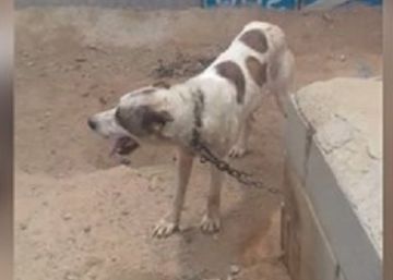 Investigado por maltrato el dueño de siete perros famélicos en Almería Investigado por maltrato el dueño de siete perros famélicos en Almería