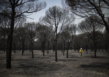 Los responsables del gran incendio de Doñana intentaron borrar las pruebas con maquinaria pesada Los responsables del gran incendio de Doñana intentaron borrar las pruebas con maquinaria pesada