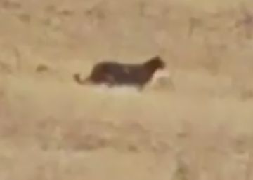 ¿Una pantera suelta en Castilla? ¿Una pantera suelta en Castilla?