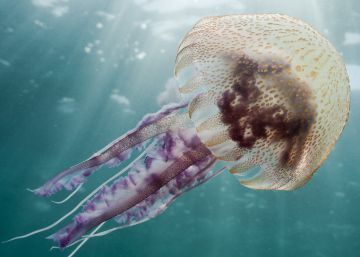 L’aigua del mar és plena d’esperma de meduses