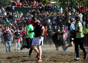 Un Toro de la Vega en calma