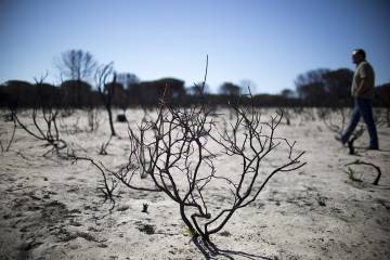 Una ‘operación rescate’ para Doñana tras el peor incendio que ha sufrido