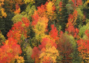 El otoño será más cálido y húmedo de lo habitual tras un verano “loco” y “cargado de récords” El otoño será más cálido y húmedo de lo habitual tras un verano “loco” y “cargado de récords”
