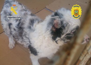 Navaja en ristre y a mutilar al perro