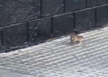 Las ratas se cuelan en el pleno del Ayuntamiento de Cádiz Las ratas se cuelan en el pleno del Ayuntamiento de Cádiz