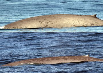 ¿Qué hacen dos ballenas azules frente a la costa gallega? ¿Qué hacen dos ballenas azules frente a la costa gallega?