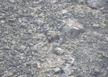 “Están ardiendo las mejores zonas de reproducción del oso pardo” “Están ardiendo las mejores zonas de reproducción del oso pardo”