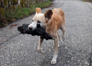 A história por trás da foto com o cachorro que comoveu a Espanha