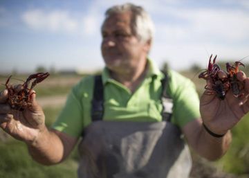 El controvertido indulto a algunas especies invasoras vuelve al Congreso