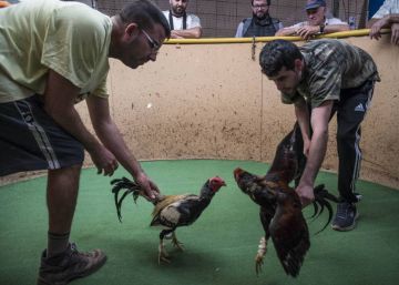 El Gobierno de Canarias prohibirá las peleas de gallos