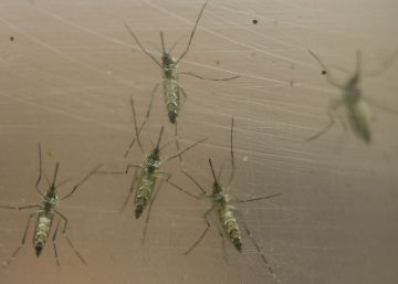 Erradicado de Fuerteventura el mosquito que transmite el zika y el dengue