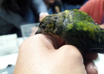 El traficante de aves que se convirtió en enemigo público