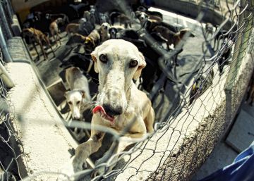La fosa común de los 30 perros muertos