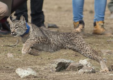 The Iberian lynx: No longer a whisker from extinction