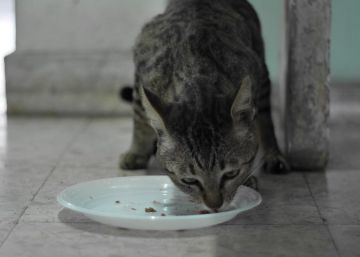 Condenada una pareja a ocho meses de cárcel por matar cinco gatos de su vecina