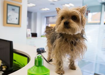 Éxito del ‘CSI de los perros’ en el municipio más densamente poblado de España