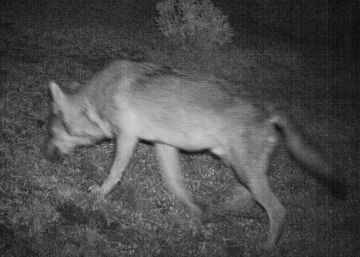 La deseada cita del lobo ibérico con el italiano
