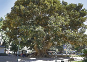 La ciudad a través de sus 100 mejores árboles