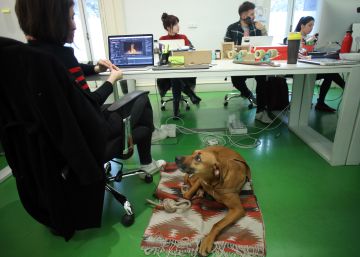 Perros contra las malas pulgas