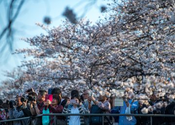 El espectáculo único de la floración de los cerezos en Japón