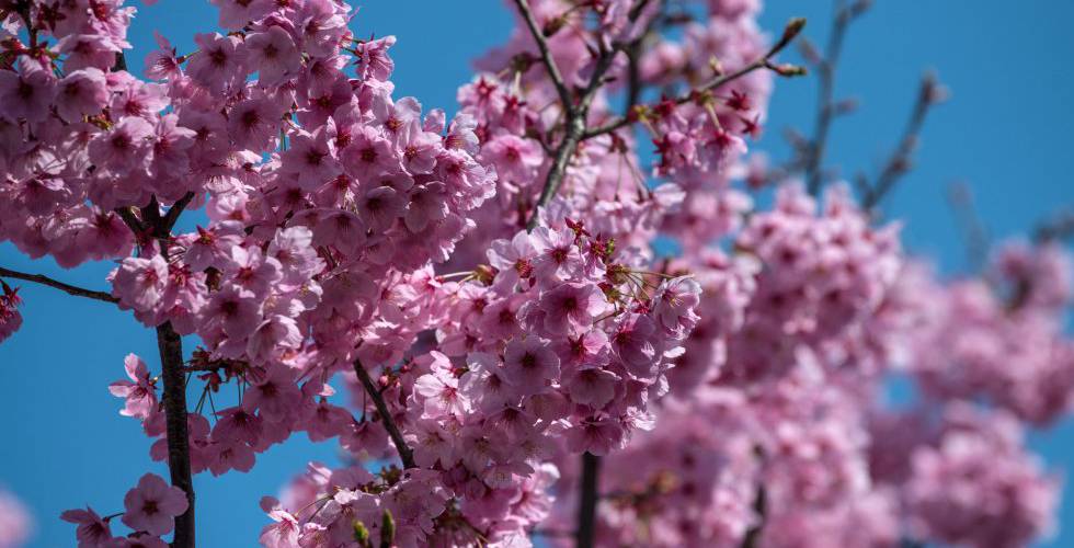 FOTOGALERÍA . El cerezo en flor en el parque Chidorigafuchi de Tokio (Japón), el pasado 25 de marzo de .