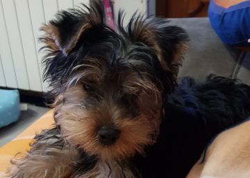 Una edil de Torrevieja se niega a devolver un perro a sus dueños por criticarla en Facebook