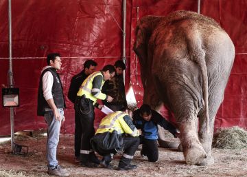 Los últimos elefantes del circo