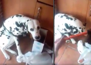 Denuncian a una madre y a su hijo por maltratar a un cachorro dálmata en Vitoria