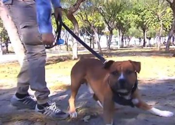 Un perro destroza la cara de un niño de cuatro años en Valencia
