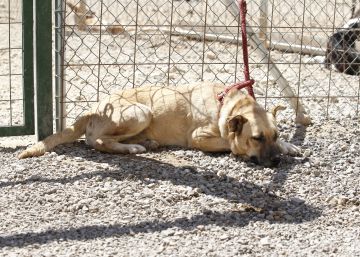 El drama del abandono masivo de perros que no se frena en Galicia
