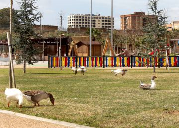 Badajoz recoloca a sus gansos