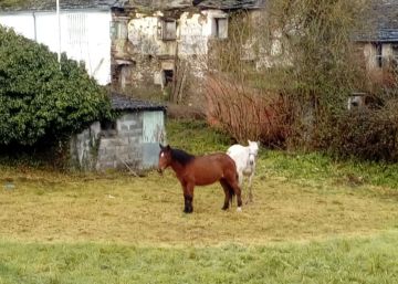 El infierno de los caballos sin identificación de Lugo