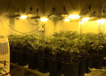 Detenidas en Mallorca 66 personas de cuatro clanes que traficaban con marihuana
