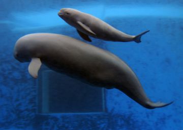 El tráfico marítimo asedia a la marsopa en la Península Ibérica