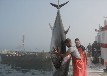 Tres mil años pescando atunes en las aguas de Barbate