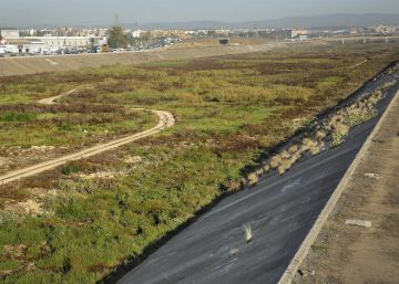 Valencia echará mano de ovejas autóctonas para limpiar barrancos y cauces