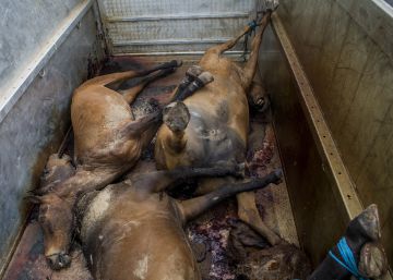 141 caballos y mulas han muerto en El Rocío durante la última década