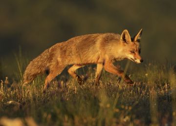 Los animalistas rechazan que se amplíe la época de caza mientras bajan las licencias