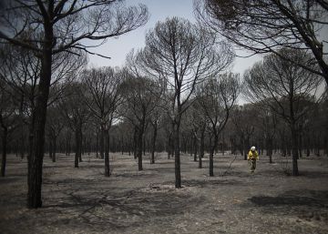 Las Administraciones suspenden en la prevención contra los incendios forestales