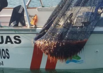 Más medusas que sardinas en las redes de los pescadores de Málaga