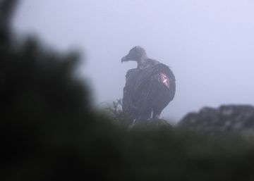 El increíble viaje del huevo del quebrantahuesos