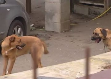 Muere un hombre de 87 años tras ser atacado por seis perros en Asturias